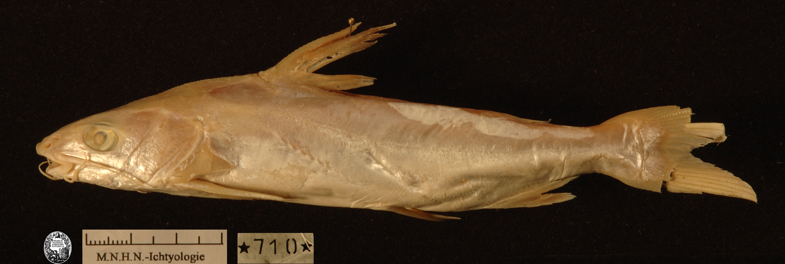 Netuma thalassina (Rüppell, 1837)